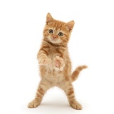 Red tabby kitten reaching out