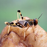 Migratory locust hopper