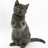 Grey kitten sitting up with paws raised