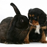 Cavalier King Charles Spaniel pup and black rabbit