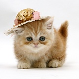 Ginger kitten with a straw hat on