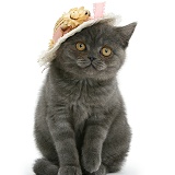 Grey kitten with a straw hat on