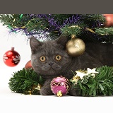 Grey kitten under a Christmas tree