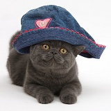 Grey kitten wearing a blue cloth hat