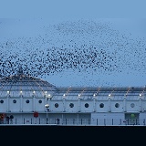 European Starlings flying to roost at dusk
