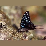 Dancing Swordtail Butterfly