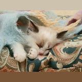 Birman-cross kitten asleep under a scarf