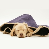 Yellow Retriever pup asleep in a cloth bag