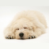 Sleepy Cream Labradoodle pup