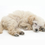 Miniature Apricot Poodle pup sleeping