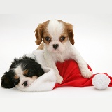 Sleepy King Charles pups and Santa hat