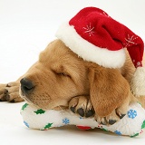 Retriever pup asleep with Santa hat and toy bone
