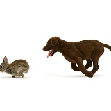Chesapeake Bay Retriever pup chasing a rabbit