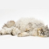 Sleepy Chinchilla Persian cat