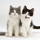 Black-and-white and grey-and-white Persian-cross kittens