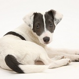 Blue-and-white Jack Russell Terrier pup