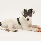 Jack Russell Terrier pup with a rawhide shoe chew