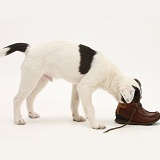 Jack Russell Terrier pup chewing a child's shoe