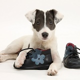 Jack Russell Terrier pup with child's shoes