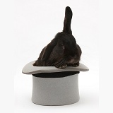 Black rabbit in a top hat