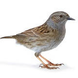 Hedge Sparrow or Dunnock