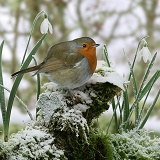 Robin and snowdrops