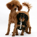 Red Toy Poodle with Cavalier King Charles pup