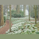 Woodland with Snowdrops