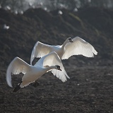 Mute Swans taking off
