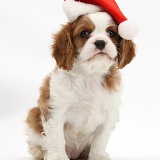 Blenheim Cavalier King Charles pup wearing a Santa hat