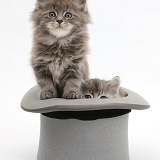Maine Coon kittens, 7 weeks old, in a top hat