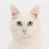 White Maine Coon-cross cat