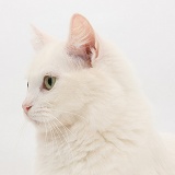 White Maine Coon-cross cat
