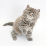 Maine Coon kitten, 7 weeks old, looking up