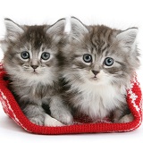 Maine Coon kittens in a Christmas hat