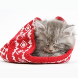 Maine Coon kitten asleep in a Christmas hat