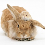 Sandy Lionhead rabbit with Dwarf Siberian Hamster