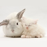 White Maine Coon kitten sleeping next to a white rabbit