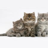 Three Maine Coon kittens, 7 weeks old