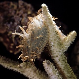 Blue spotted sea slug