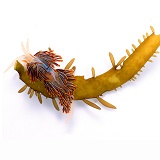 Pacific sea slug