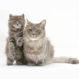 Maine Coon cat and kitten