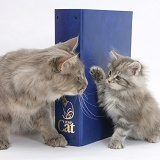 Maine Coon cat and kitten with folder