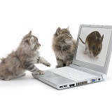 Maine Coon kittens playing with a laptop computer