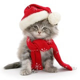 Maine Coon kitten wearing a Santa hat and scarf
