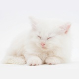 Sleepy white Maine Coon kitten, 7 weeks old