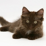 Chocolate Persian-cross kitten, lying with head up