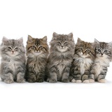 Five Maine Coon kittens, 8 weeks old