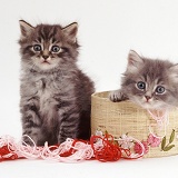 Two kittens with embroidery silks