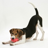 Beagle pup in play-bow with toy